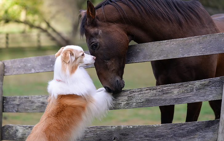 anjing, kuda, pagar, di luar rumah, hewan, mamalia, Wallpaper HD