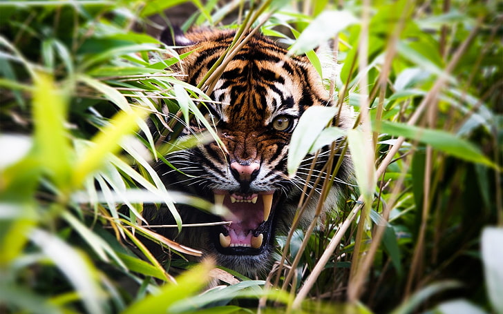 tiger, nature, animals, tiger, depth of field, plants, roar, HD wallpaper