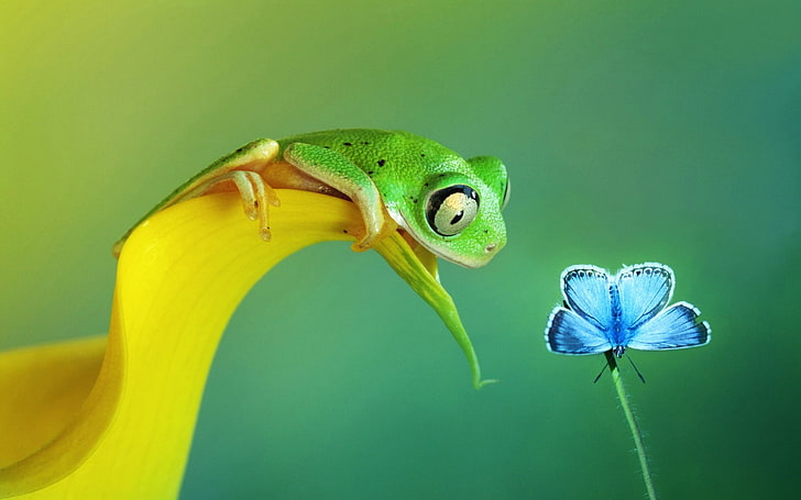 rana verde accanto al comune farfalla blu clip a, messa a fuoco selettiva fotografia di raganella verde arroccato su un petalo di fiore giallo di fronte al comune farfalla blu, animali, rana, macro, Sfondo HD