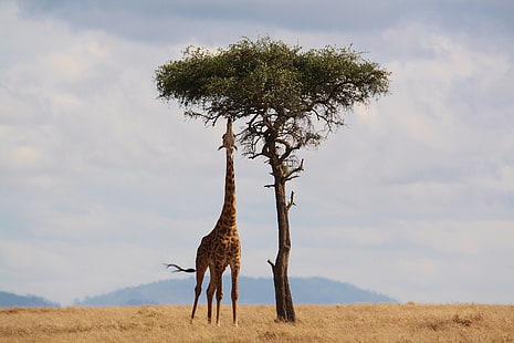 африка, сафари, жираф, живая природа, высокий, шея, кения, HD обои HD wallpaper