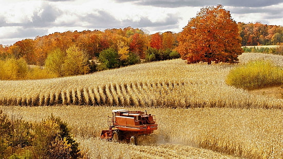 Зерноуборочный комбайн в кукурузном поле, деревья, поле, комбайн, кукуруза, осень, природа и пейзажи, HD обои HD wallpaper