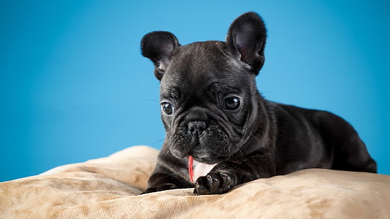 perro, lindo, raza de perro, cachorro negro, almohada, bulldog francés, bulldog, cachorro, Fondo de pantalla HD HD wallpaper