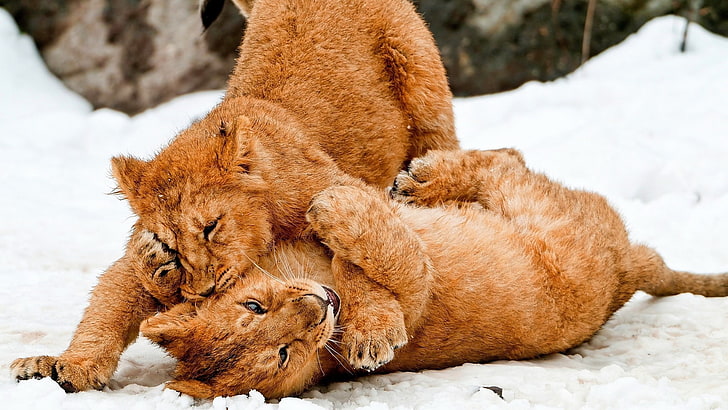 лъв, бебета животни, животни, сняг, HD тапет