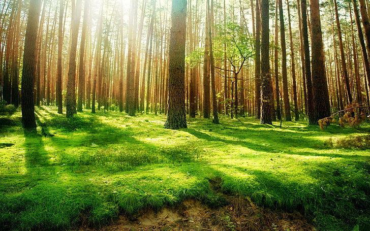 Drzewa leśne Zielona trawa światło słoneczne Ultra Hd Tapeta na tablety stacjonarne Urządzenia mobilne Smartphone 3840 × 2400, Tapety HD
