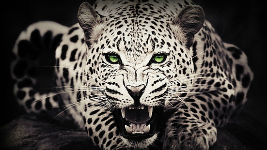 야생, 야생 동물, 눈, 녹색 눈, 야생 동물, 야생 고양이, 고양이, 동물, HD 배경 화면 HD wallpaper