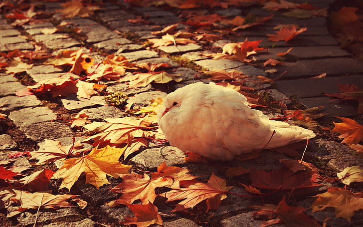 pássaro branco, animais, pássaros, folhas, calçada, pomba, outono, HD papel de parede