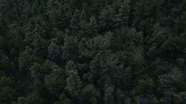 pohon berdaun hijau, lanskap, hutan, pemandangan udara, pohon, Wallpaper HD