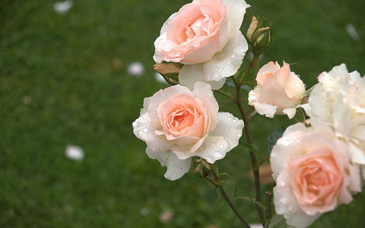 rosas cor de rosa e branco, rosas, arbusto, gota, frescura, botões, borrando, HD papel de parede