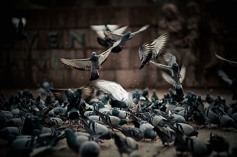 *** Un gregge di piccioni ***, uccelli, animali, animali, uccelli, piccioni, gregge, Sfondo HD HD wallpaper
