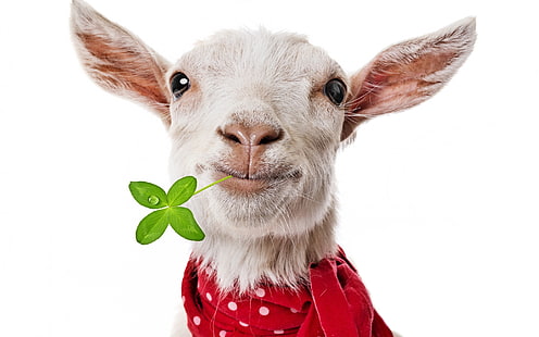 Funny Goat, goat, HD wallpaper HD wallpaper