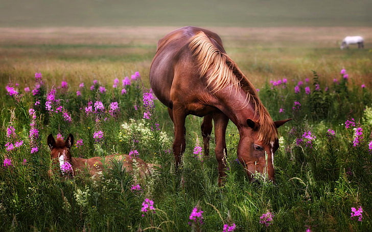 Horses Red Mare And Foal Meadow Flowers Hd Wallpaper4829, HD wallpaper