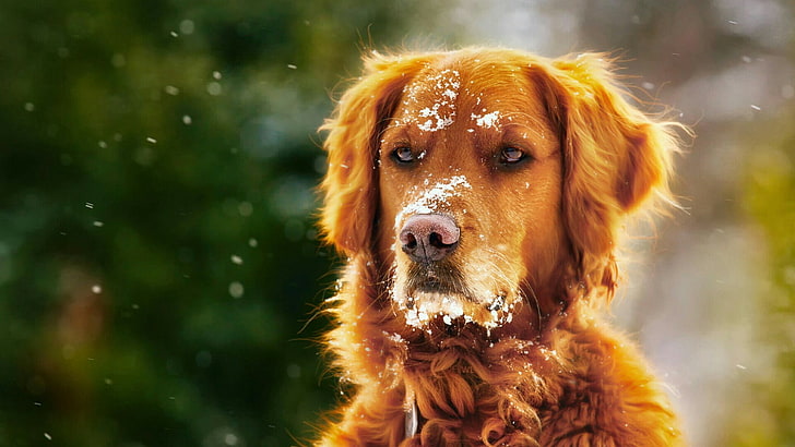 куче, сняг, порода кучета, нова скотия патица ретривър, ретривър, мустаци, HD тапет