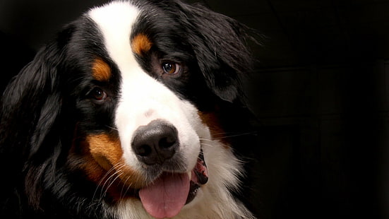 Cães, Sennenhund, Animal, Bernese Mountain Dog, Cão, Cara, Focinho, HD papel de parede HD wallpaper