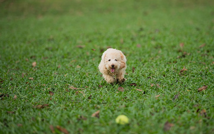 apricot poodle puppy, dog, run, grass, play, HD wallpaper