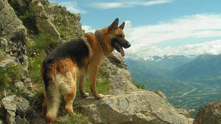 Pastor alemão, cima, cinzento, rocha, durante, dia, cão, pastor alemão, animais, montanhas, HD papel de parede