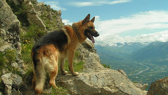 Pastore tedesco sopra la roccia grigia durante il giorno, cane, pastore tedesco, animali, montagne, Sfondo HD HD wallpaper