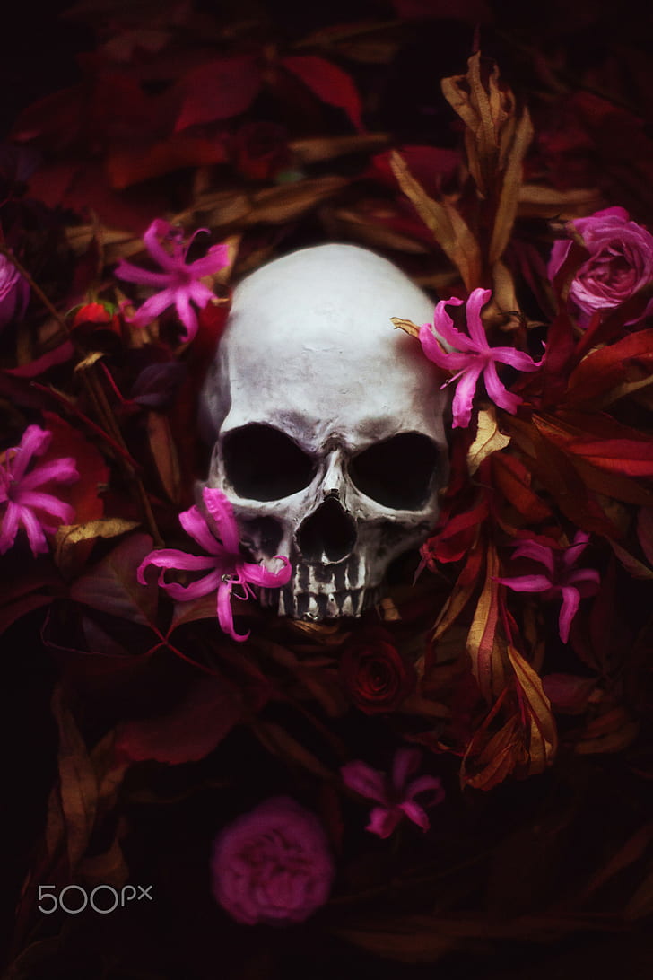 Artem Phoenix, calavera, flores, plantas, 500 px, Fondo de pantalla HD |  Wallpaperbetter