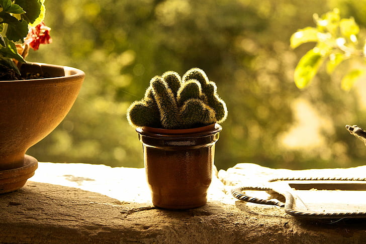 green cactus on brown pot on gray concrete surface, cliché, green, brown, gray, concrete, surface, Plant, Cactus, Italy, Sonne, Stereotype, Cliche, Still Life, Depth of Field, DOF, Sun, Toscana, Pot, Terracotta, Glazed, Kaktus, Balcony, Tuscany, Tablet, Stone, Mediterranean, Needles, Atmosphere, Afternoon, EF, S17, f/4, USM, flower Pot, nature, HD wallpaper