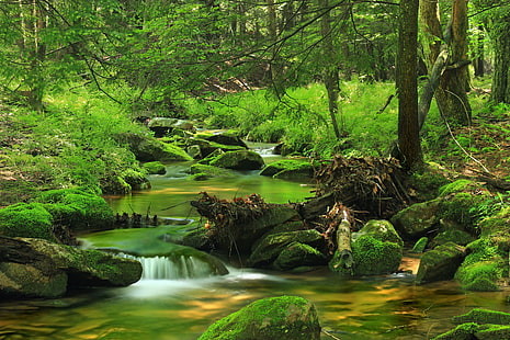 фотография на дървета до водно тяло, природа, гора, водопад, поток, дърво, река, вода, пейзаж, зелен цвят, живопис, на открито, тропическа дъждовна гора, листа, красота в природата, свежест, скала - обект, мъх, HD тапет HD wallpaper