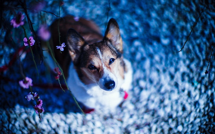 トリコロールペンブロークウェルシュコーギー、犬、座る、顔、花、枝、 HDデスクトップの壁紙