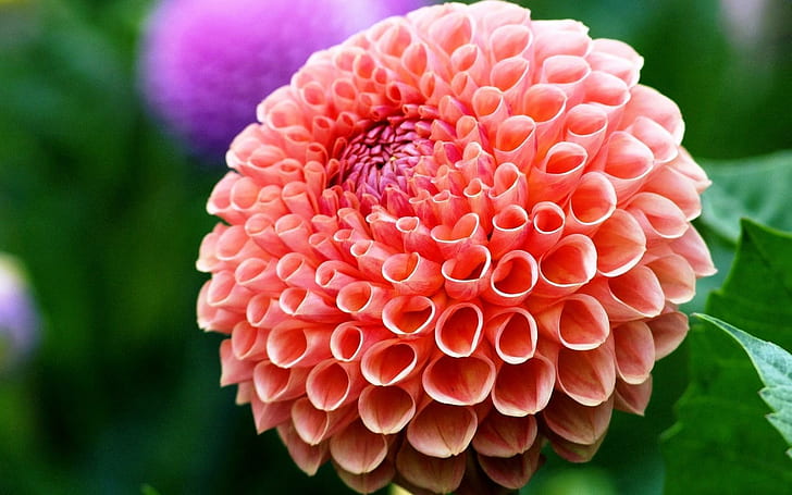 ดอกไม้งามดอกรักเร่ดอกไม้สีชมพูและสีม่วงดอกไม้ความงามดอกรักเร่, วอลล์เปเปอร์ HD