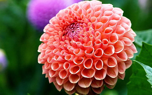 Blume Schönheit Dahlie, rosa und lila Blume, Blume, Schönheit, Dahlie, HD-Hintergrundbild HD wallpaper