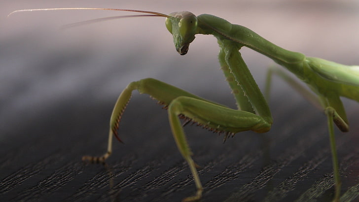 praying mantis, mantis, legs, insect, surface, HD wallpaper
