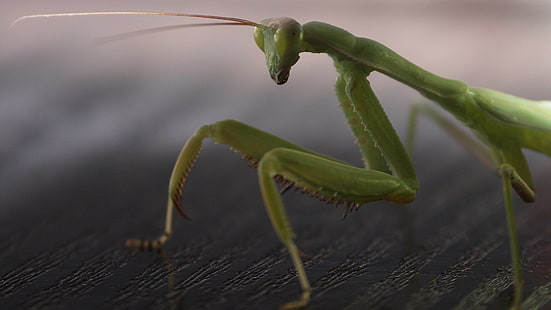 Gottesanbeterin, Gottesanbeterin, Beine, Insekt, Oberfläche, HD-Hintergrundbild HD wallpaper