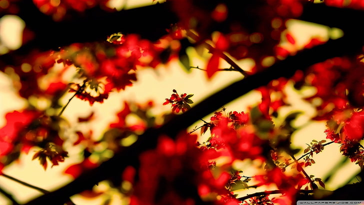 red leaves, nature, branch, plants, leaves, blurred, HD wallpaper