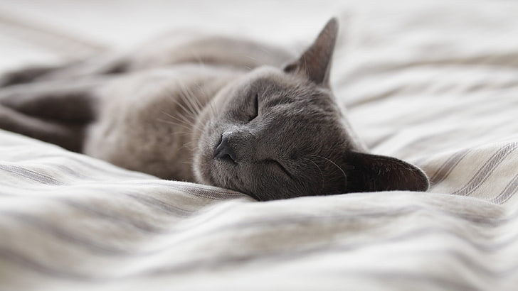 photography, cat, bed, sleeping, animals, Russian Blue, nap, HD wallpaper