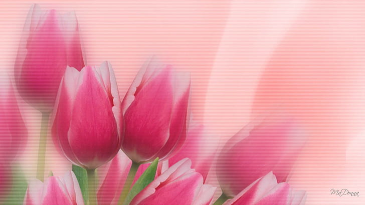 الزنبق الوردي ، شخصية فايرفوكس ، الربيع ، الملخص ، الأزهار ، الزنبق ، الزهور ، ثلاثية الأبعاد والمجردة، خلفية HD