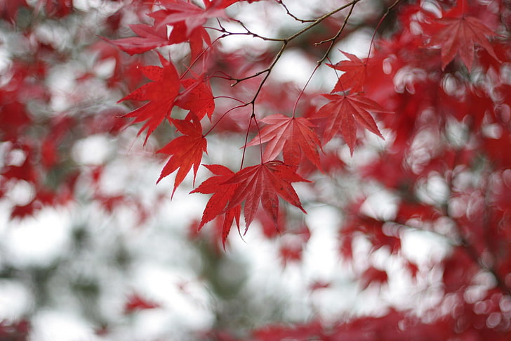 nature, feuilles, coloration sélective, Fond d'écran HD