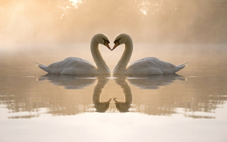 4к, лебедь, образ любви, пара, озеро, HD обои