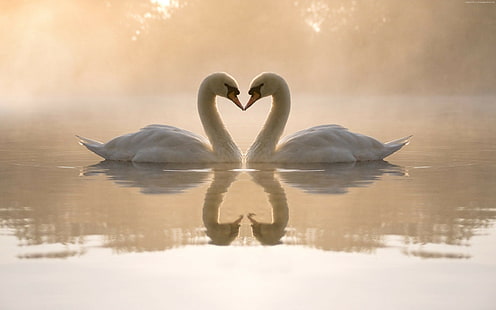 4k, swan, love image, couple, lake, HD wallpaper HD wallpaper