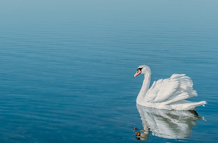 Swan Bird, Animals, Birds, Blue, Beautiful, White, Bird, Swan, Water, Plumage, Reflection, HD wallpaper