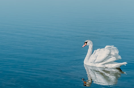 Swan Bird, Animals, Birds, Blue, Beautiful, White, Bird, Swan, Water, Plumage, Reflection, HD wallpaper HD wallpaper