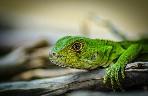 Jaszczurka zielona iguana, jaszczurka zielona, ​​jaszczurka, iguana, głowa, legwan zielony, Tapety HD HD wallpaper