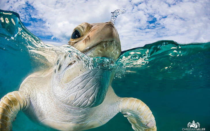zwierzęta, fotografia, żółw, podzielony widok, morze, Tapety HD