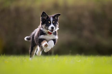 erba, cane, corsa, cucciolo, passeggiata, bokeh, Il border collie, Sfondo HD HD wallpaper