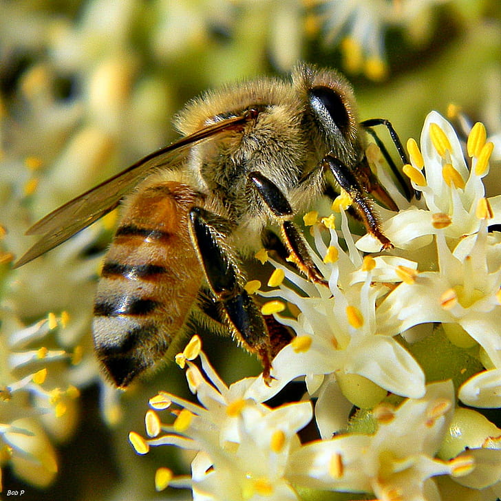 Honey Bee perching on white cluster flower during daytime, palmetto, palmetto, Honey Time, Honey Bee, white, cluster, flower, daytime, Serenoa repens, saw palmetto, Apis mellifera, taxonomy, binomial, Arecaceae, Frenchman's Forest Natural Area, Florida, Palm Beach County, Nikon  Coolpix  L110, NGC, bee, insect, nature, pollination, pollen, yellow, close-up, macro, honey, springtime, HD wallpaper