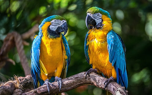 deux aras bleus, oiseaux, perroquets, un couple, Ara, ara bleu et jaune, Fond d'écran HD HD wallpaper