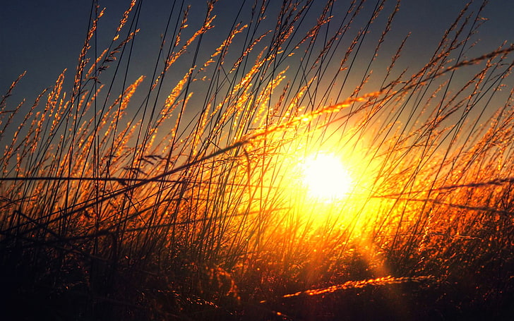 Natur, Sonnenlicht, Pflanzen, Goldene Stunde, HD-Hintergrundbild