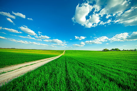 Krajobraz, chmury, czyste niebo, pole ryżowe, 4K, Tapety HD HD wallpaper