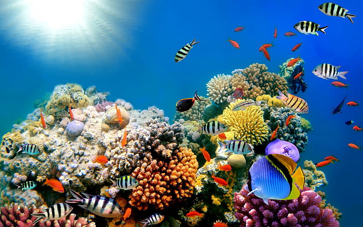 Reef Ocean Sea Underwater High Resolution Pictures, school of fish, fishes, high, ocean, pictures, reef, resolution, underwater, HD wallpaper