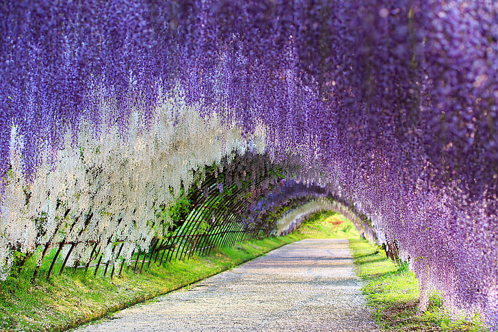 fioletowa lawenda, Japonia, glicynia, tunel kwiatowy, ogrody Kawachi Fuji, Tapety HD