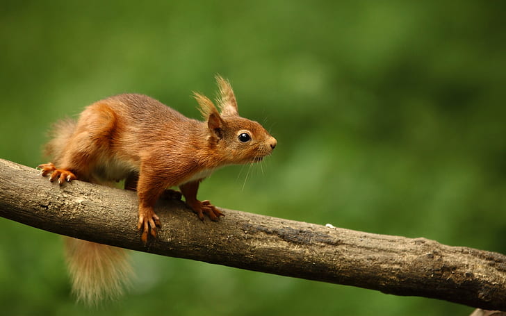 Cute Squirrel, brown squirrel, squirrel, HD wallpaper