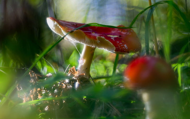 Mushrooms, mushrooms, forest, Nature, HD wallpaper