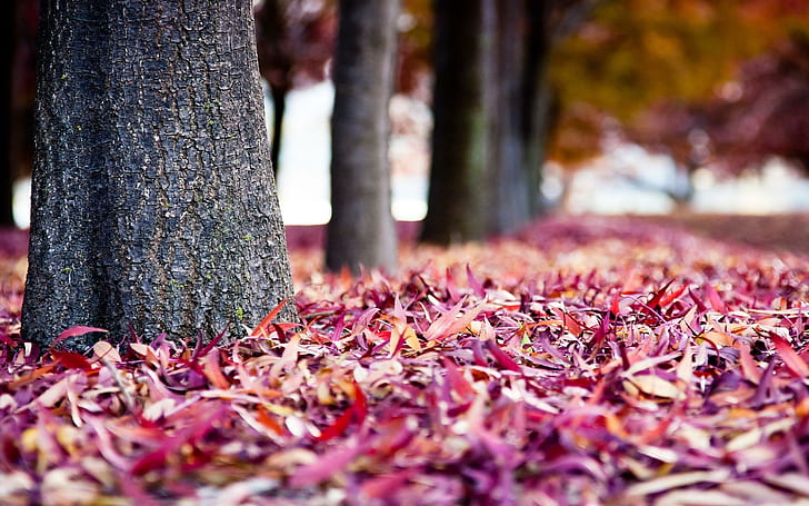 Hojas de otoño tierra, otoño, naturaleza, hojas, tierra, Fondo de pantalla HD