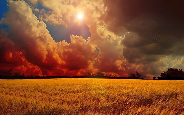 поле, пшеница, облака, небо, пейзаж, HD обои