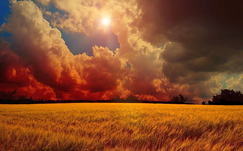 поле, пшеница, облаци, небе, пейзаж, HD тапет HD wallpaper